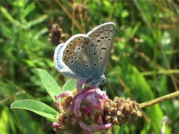 Hauhechelbläuling ( Polyommatus icarus ), Männchen : Am Niederrhein, Biotop, 06.08.2004